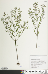 Melampyrum lineare image