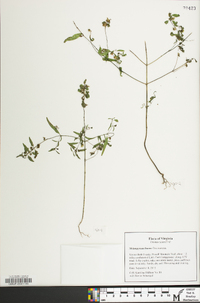 Melampyrum lineare image