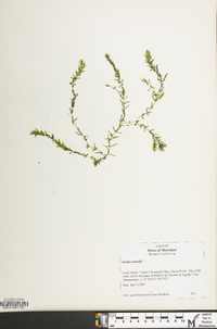 Elodea nuttallii image