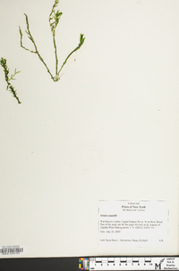 Elodea nuttallii image