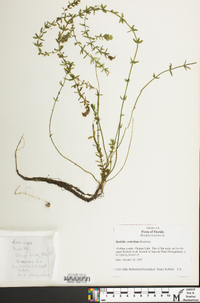 Hydrilla verticillata image