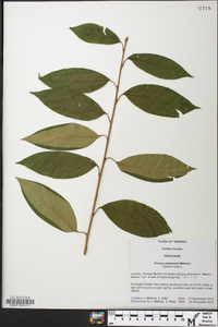 Prunus x yedoensis image