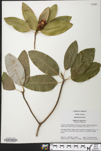 Magnolia virginiana image