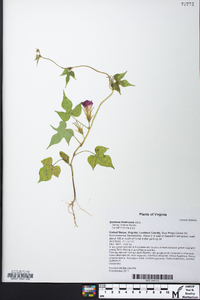 Ipomoea hederacea image