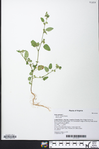 Sida spinosa image