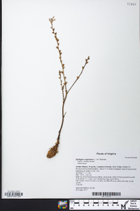 Epifagus virginiana image