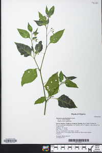 Solanum ptychanthum image