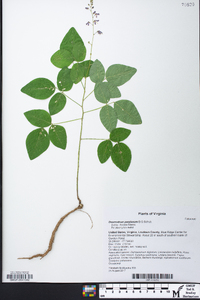 Desmodium perplexum image