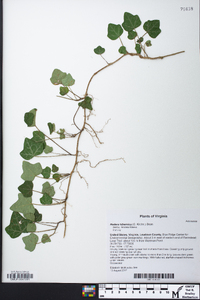 Hedera hibernica image