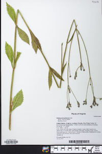 Verbena brasiliensis image