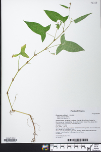 Persicaria arifolia image