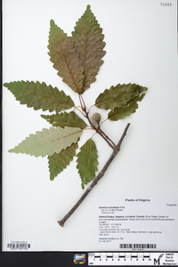 Quercus montana image