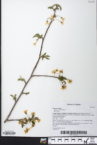 Prunus avium image