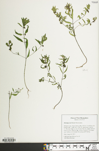 Melampyrum lineare image