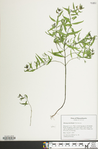 Melampyrum lineare image