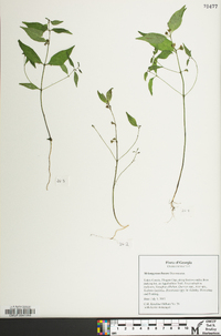 Melampyrum lineare image