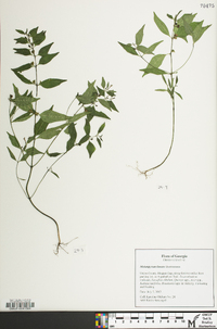 Melampyrum lineare image