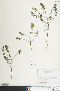 Melampyrum lineare image