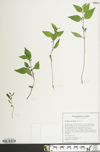 Melampyrum lineare image