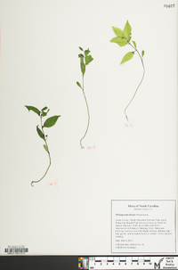 Melampyrum lineare image