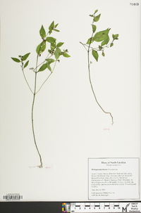 Melampyrum lineare image