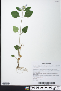 Scutellaria elliptica var. elliptica image