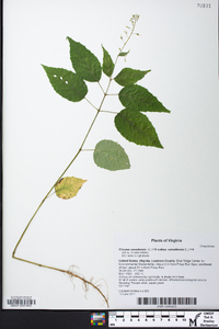 Circaea canadensis image