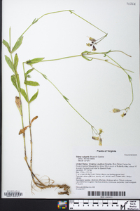 Silene vulgaris image