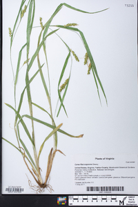 Carex flaccosperma image