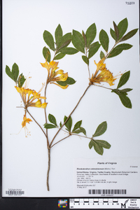 Rhododendron calendulaceum image