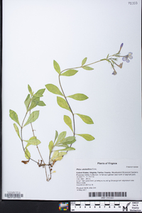 Phlox stolonifera image