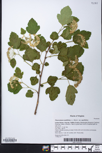 Physocarpus opulifolius var. opulifolius image