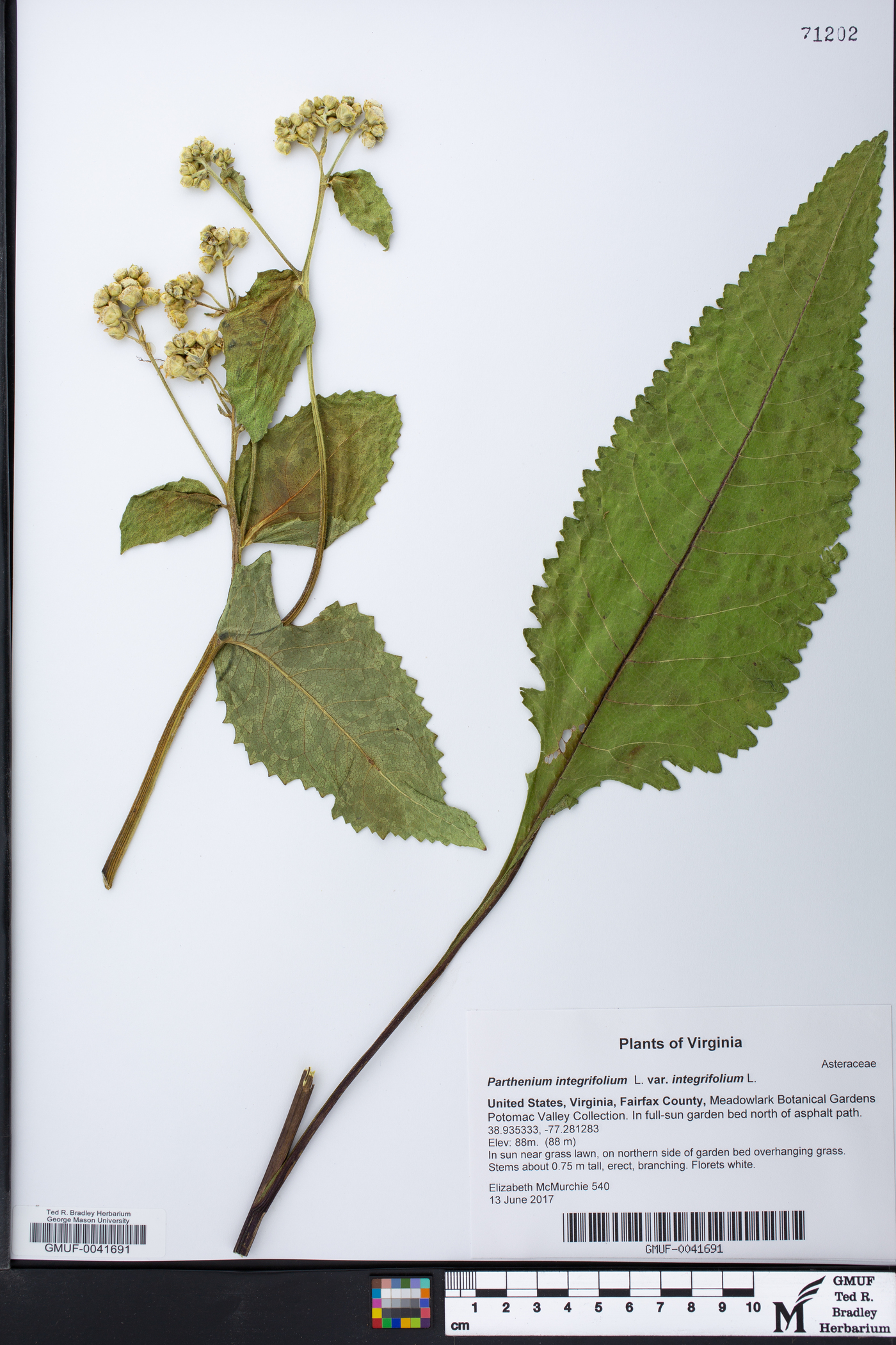 Parthenium integrifolium var. integrifolium image