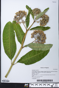 Asclepias syriaca image