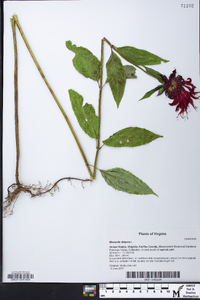 Monarda didyma image