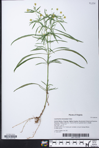 Lysimachia lanceolata image