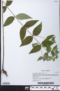 Pycnanthemum muticum image