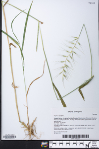 Elymus hystrix image