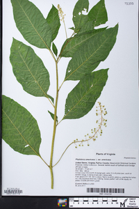 Phytolacca americana var. americana image