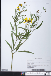 Coreopsis tripteris image