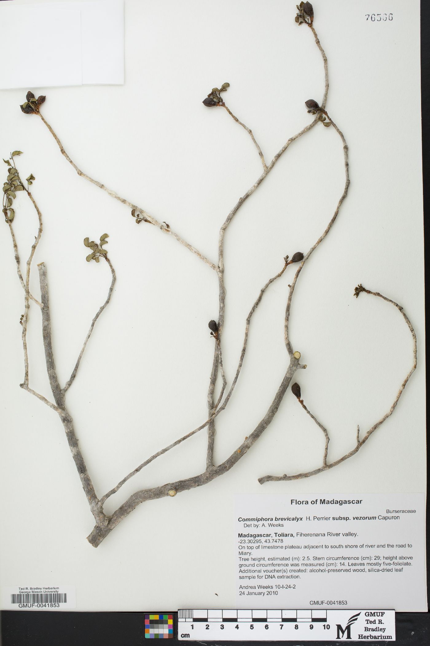 Commiphora brevicalyx image