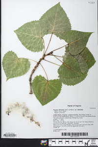 Populus deltoides var. deltoides image