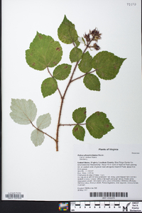 Rubus phoenicolasius image