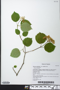 Viburnum dentatum var. lucidum image