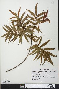 Image of Ambilobea madagascariensis