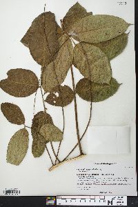 Image of Commiphora grandifolia