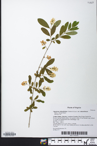 Ligustrum obtusifolium image