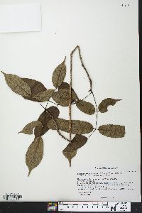 Commiphora ankaranensis image