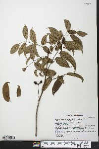 Commiphora ankaranensis image