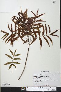 Ambilobea madagascariensis image